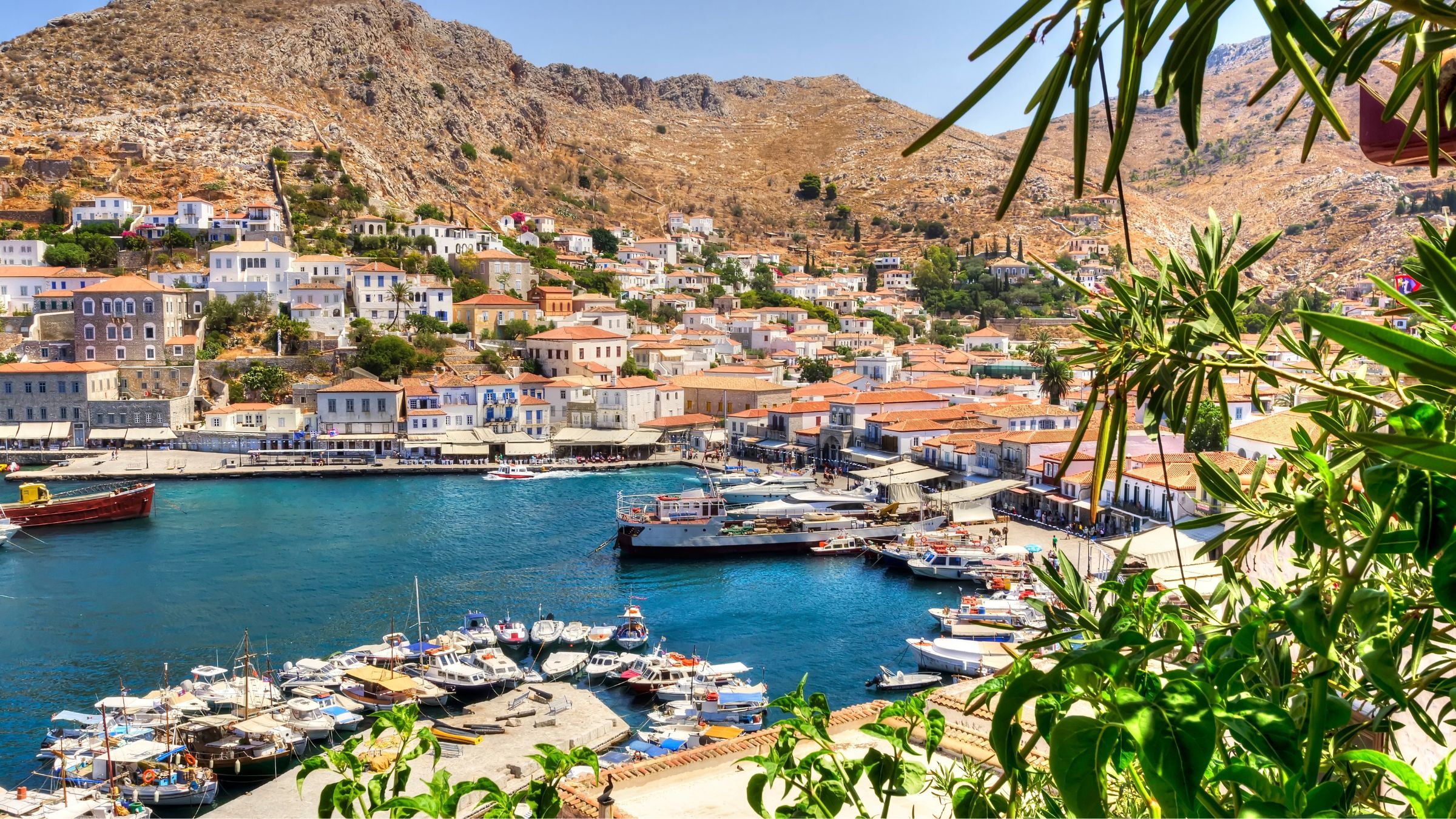 Hydra